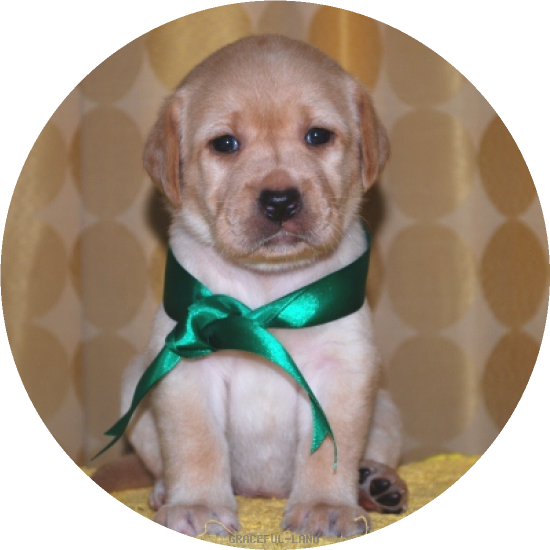 女の子(緑リボン母エメラルド)(A child of マナスル & ) 女の子(緑リボン母エメラルド)